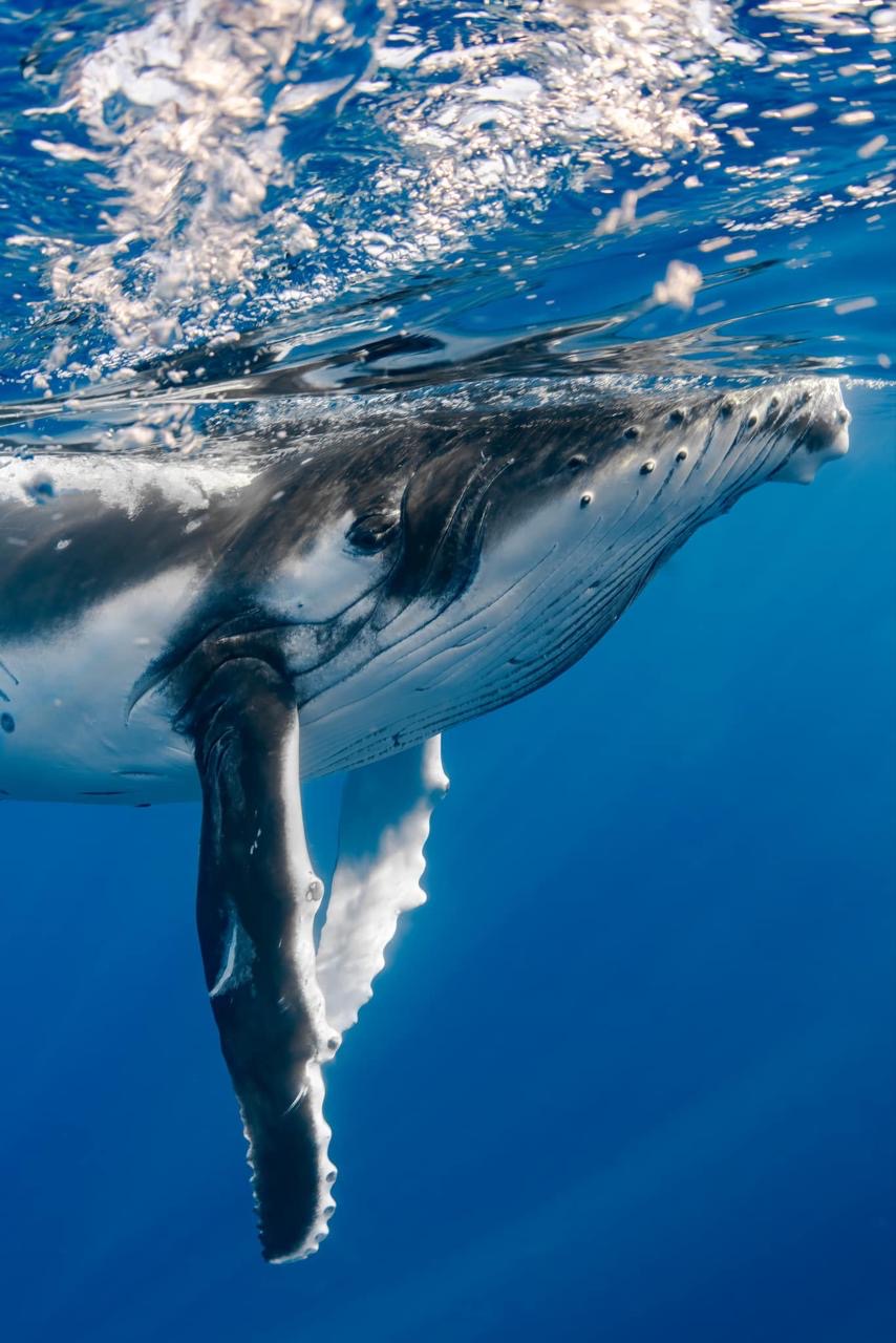 Whale watching in Tahiti