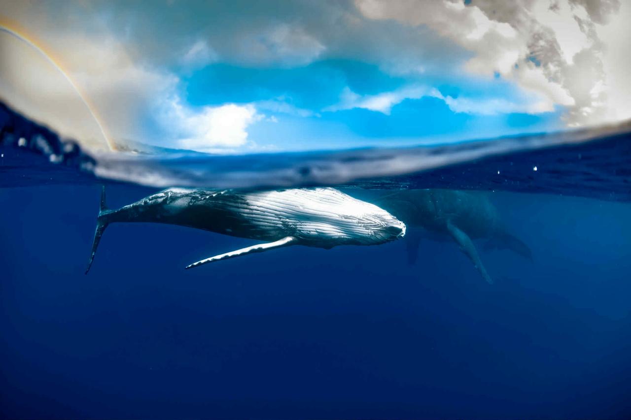 Underwater of a whale