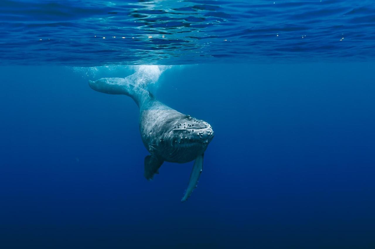 Ocean expedition in Polynesia
