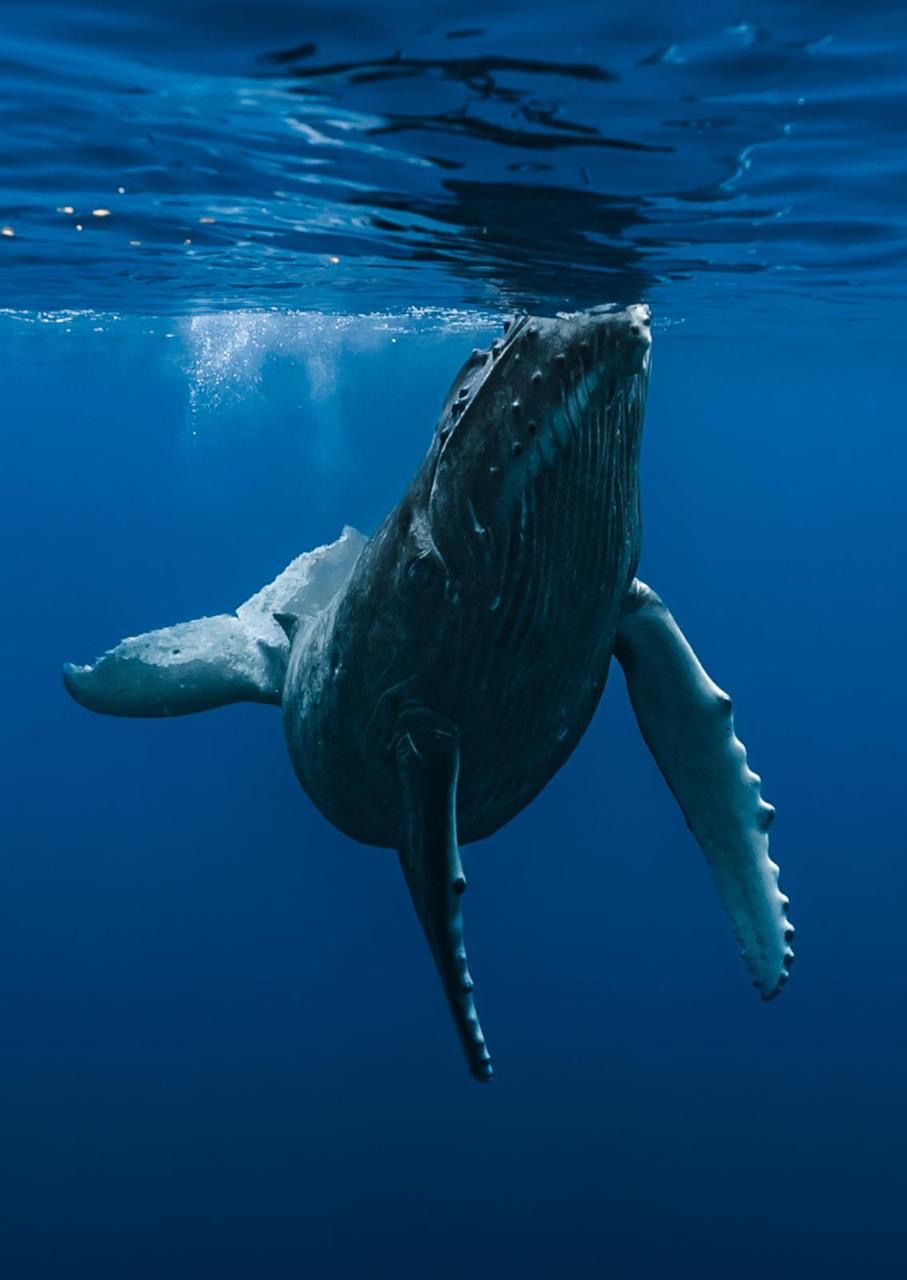 Marine wildlife observation
